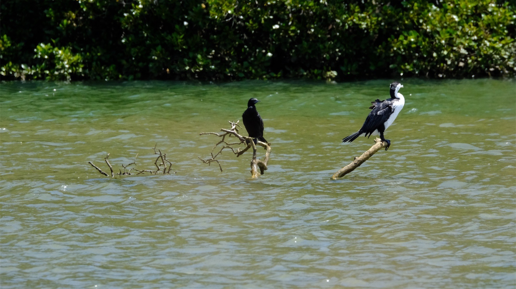 Two shags on a branch in the river. One is all black and a great deal smaller than the Pied Shag nearby.