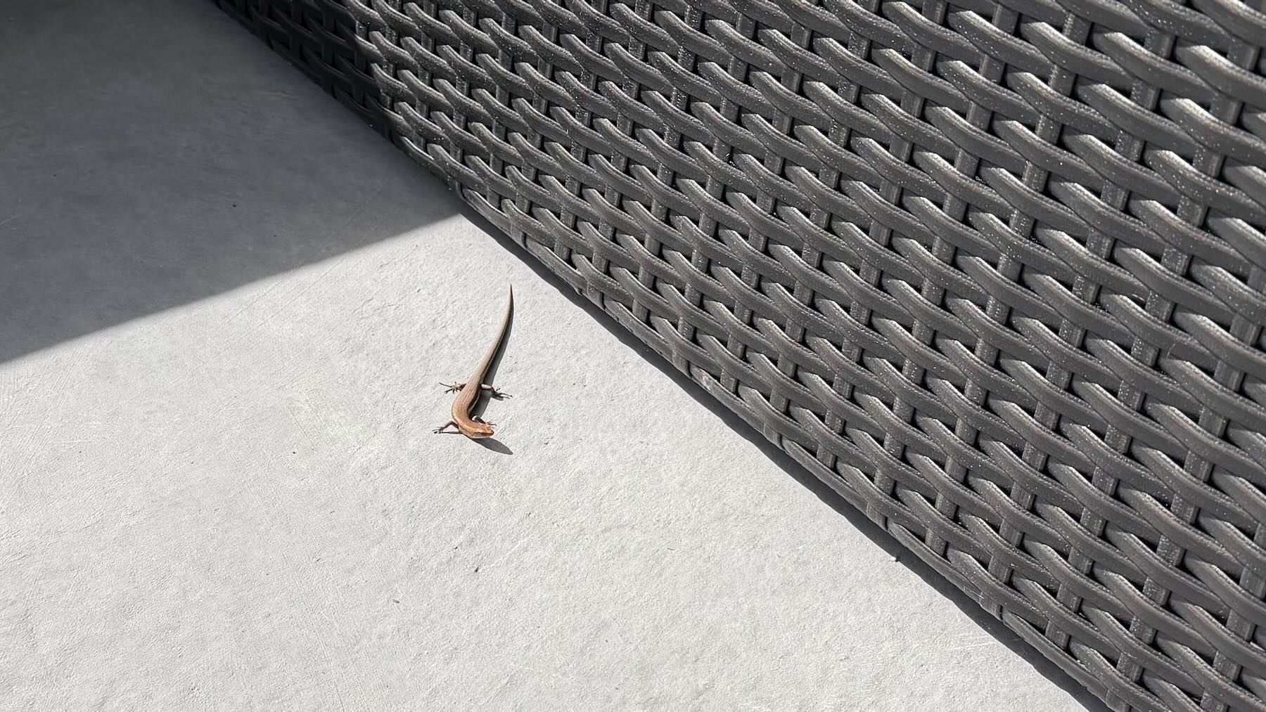 Tiny golden coloured skink on concrete beside a piece of furniture.