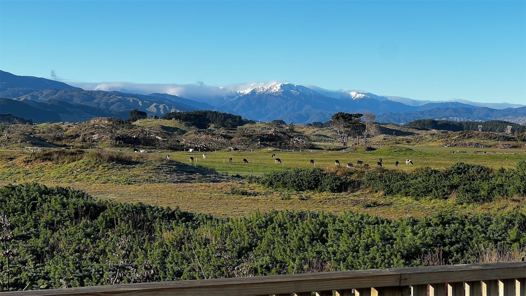 Snow on the hills behind green paddocks with cows.