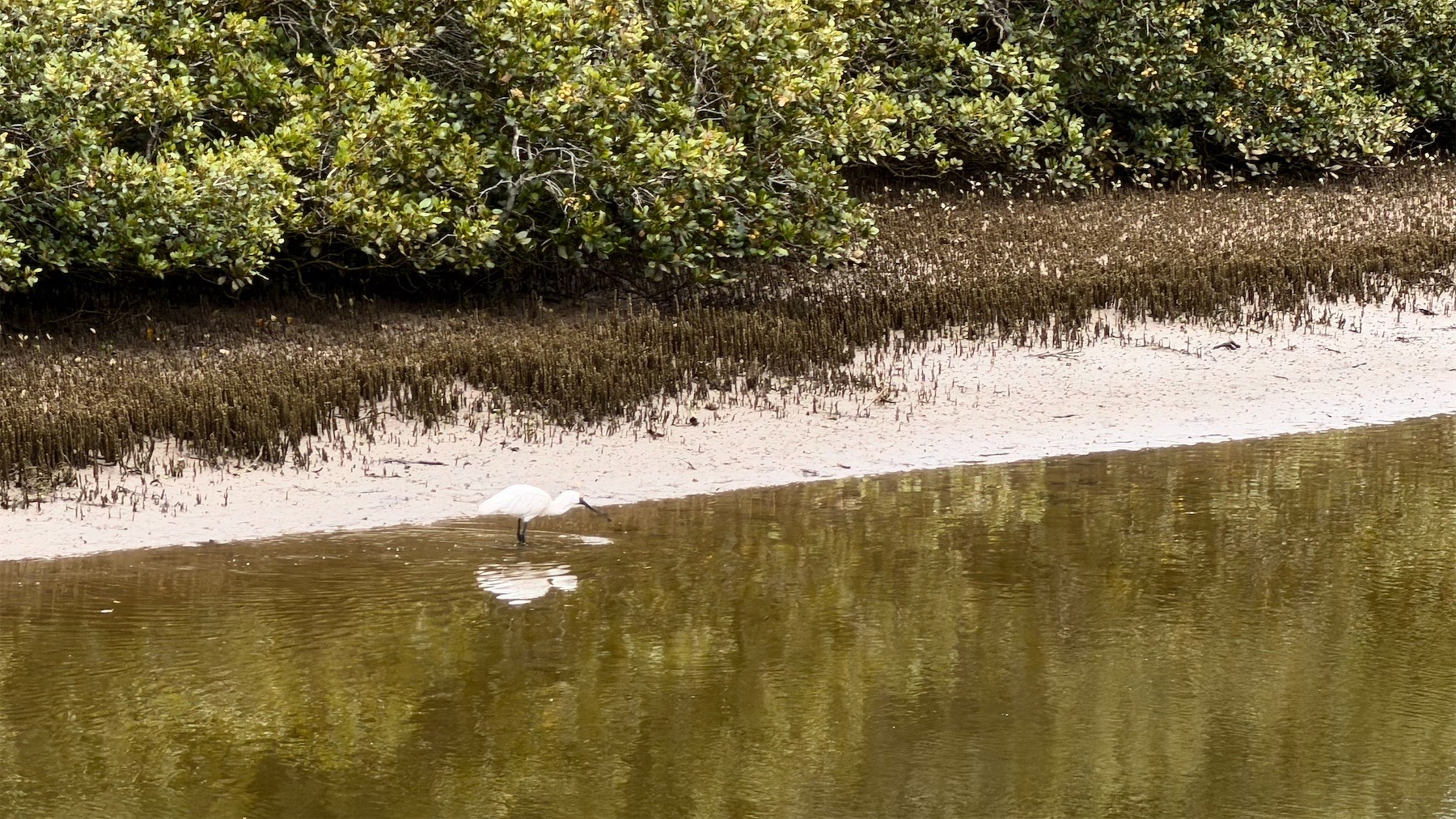 Large white bird at the edge of a muddy looking river, with green bushes behind.
