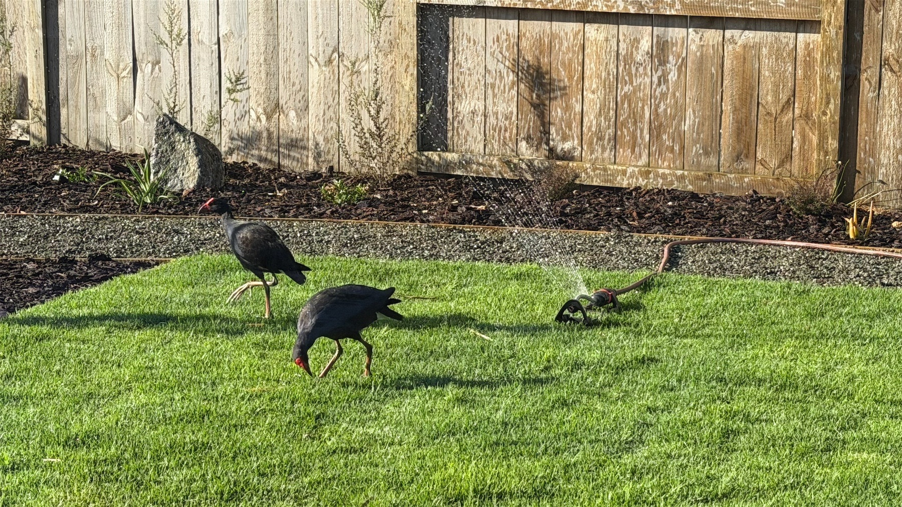 Two pukeko on the lawn beside the sprinkler. 