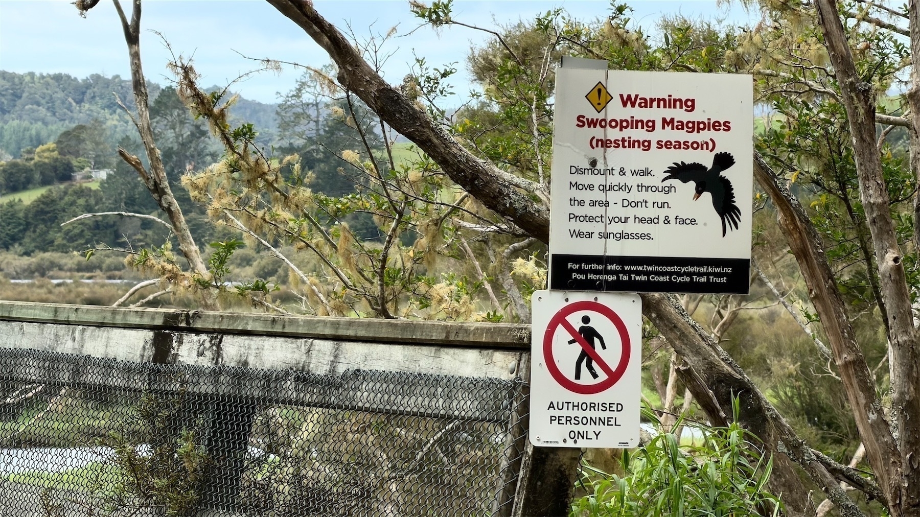 Swooping magpies sign.