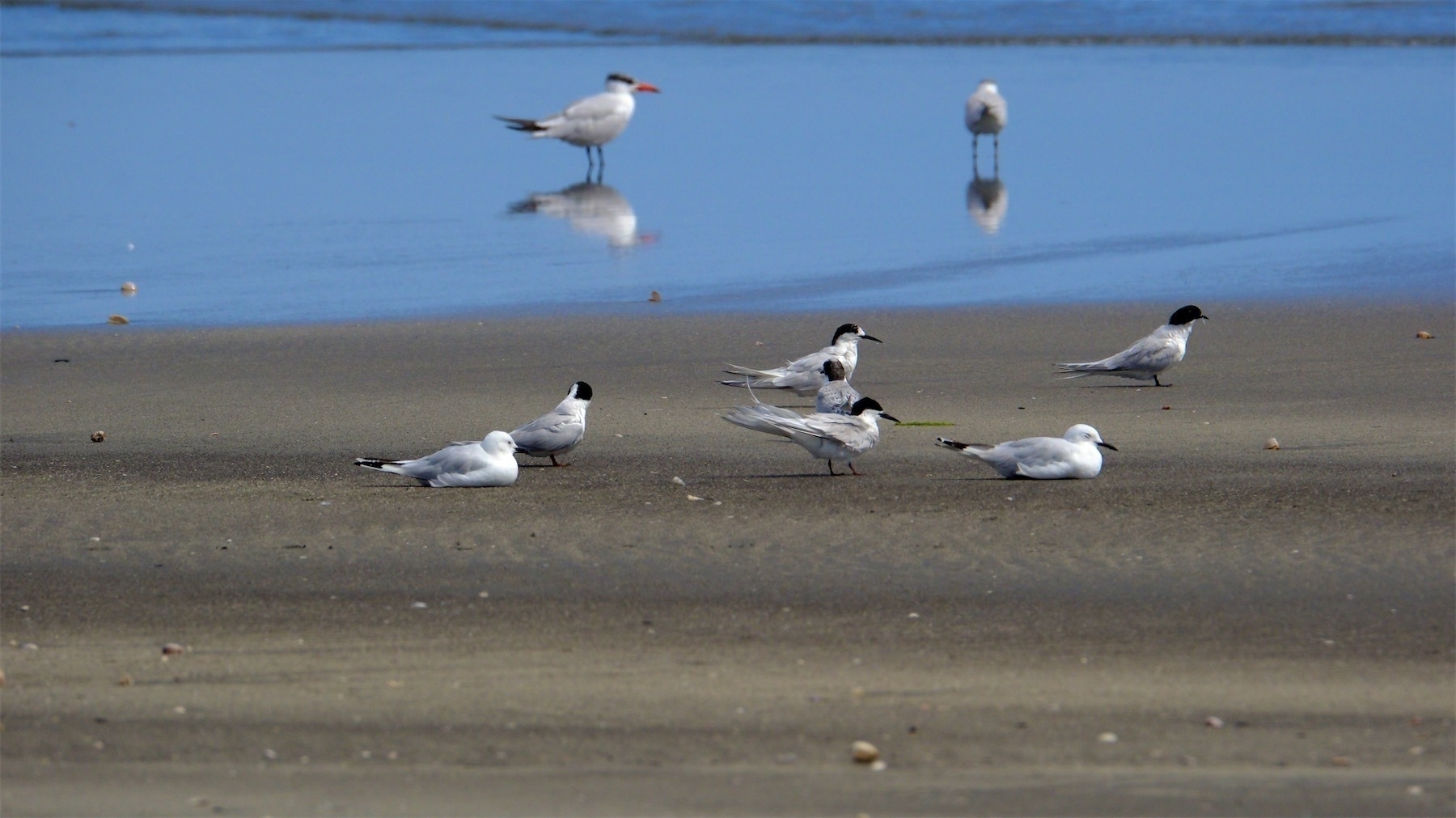 Terns and gull on the part of the beach where dry meets wet.