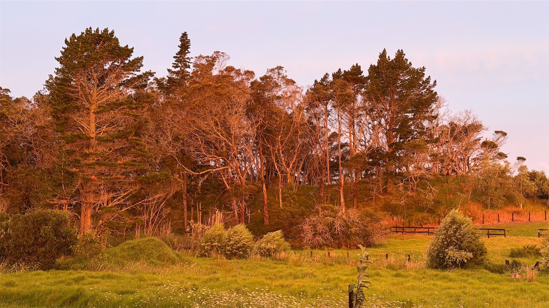 Trees a few metres from our house. 