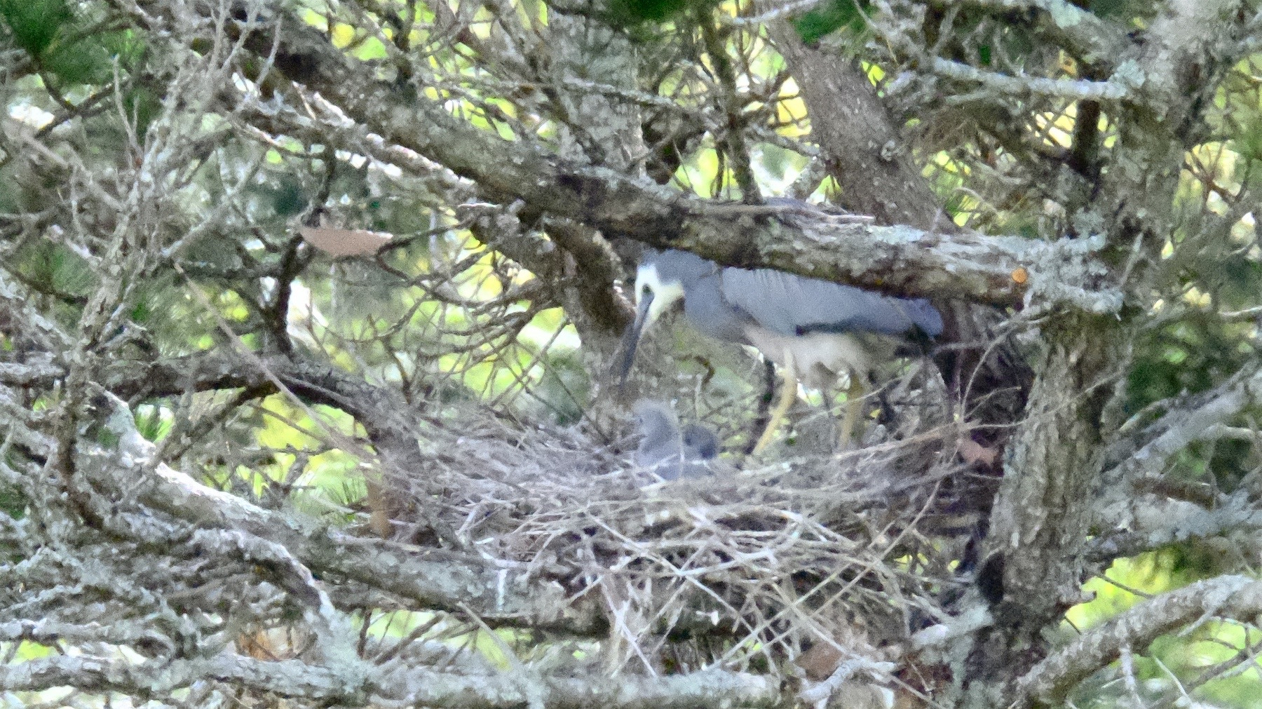 White-faced heron chick in a nest with two adults very close nearby.