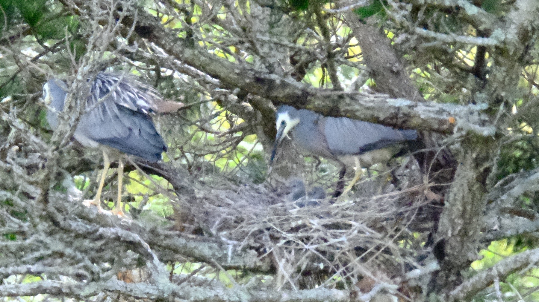 White-faced heron chick in a nest with two adults very close nearby.