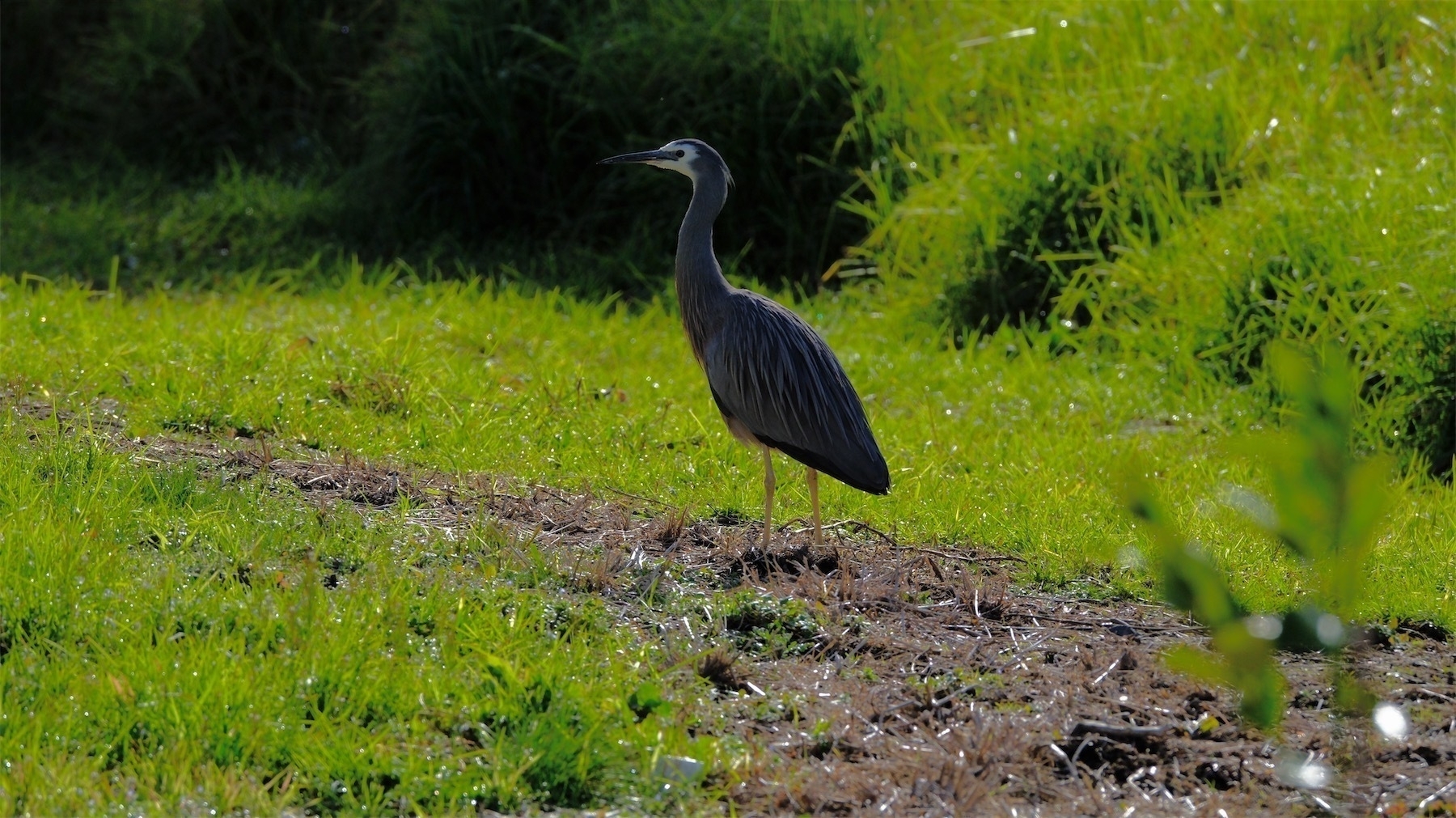 White-faced heron walking on grass.