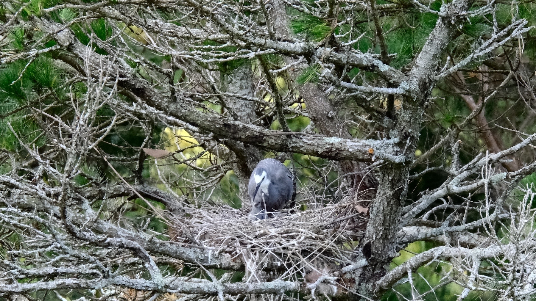 Adult White-faced heron with chick in nest in a tree.