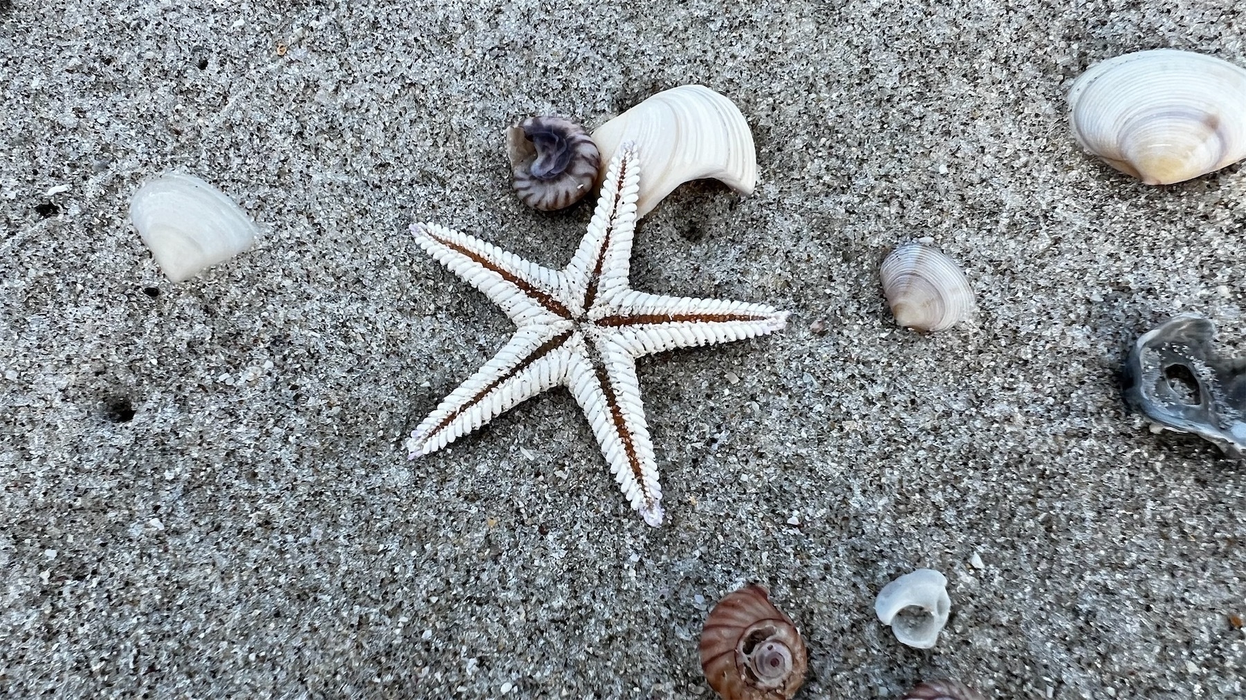 Small white starfish on grey sand with a few small shells nearby.