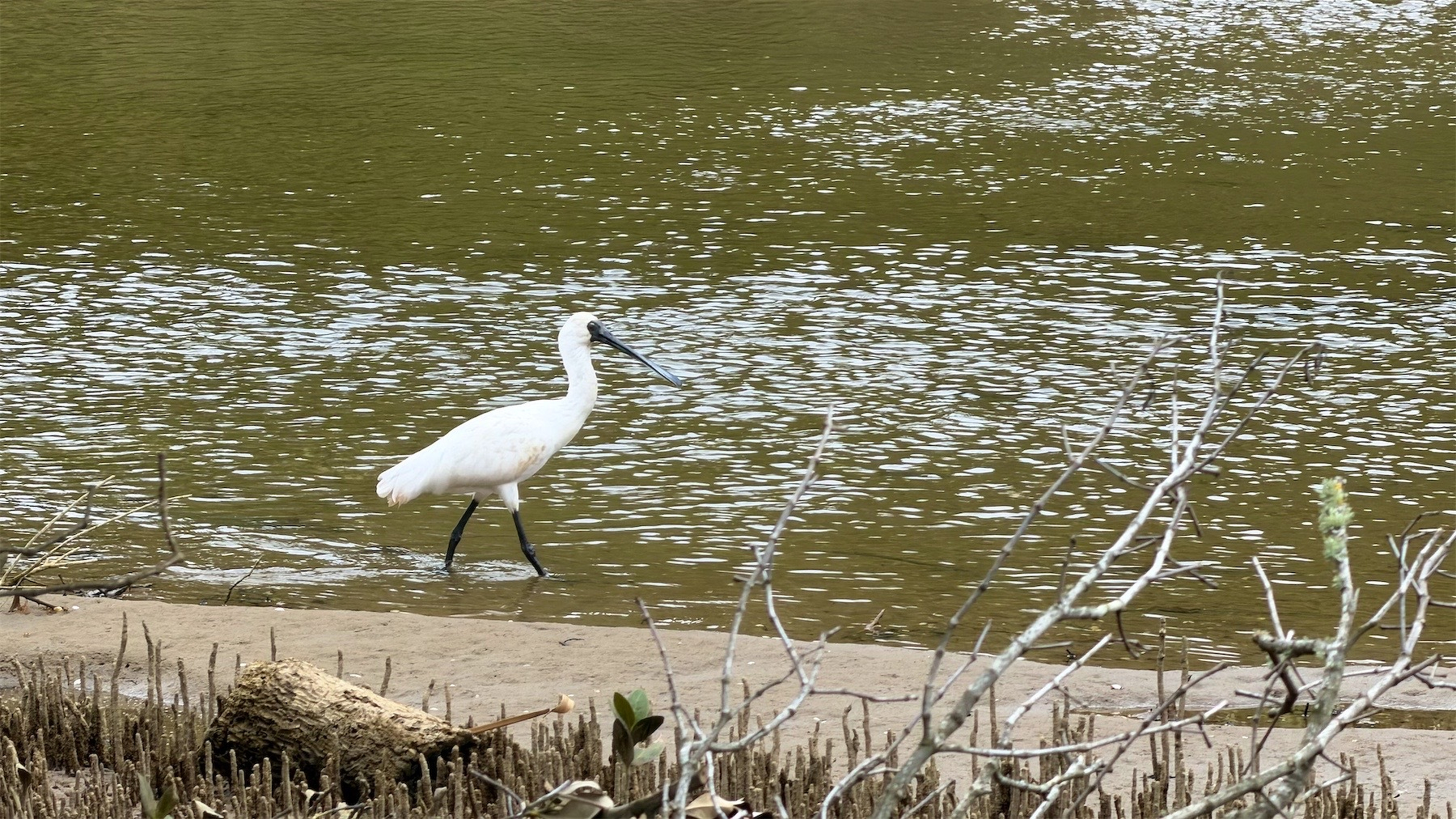 A spoonbill in shallow water at the edge of the river.