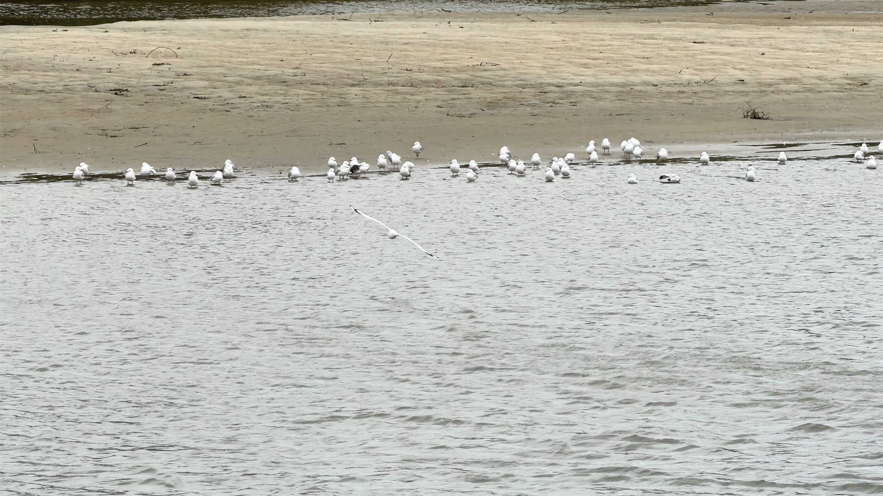 Gulls line a small sand bank. One airborne gull flies directly towards the camera.