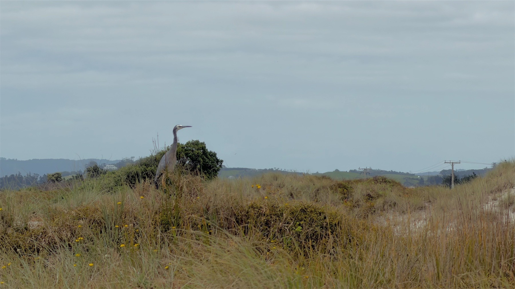 Heron on grassy dunes. 