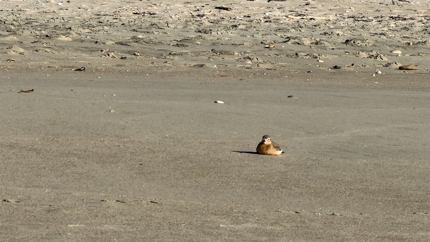 Small bird with orange chest sitting on a sandy beach.