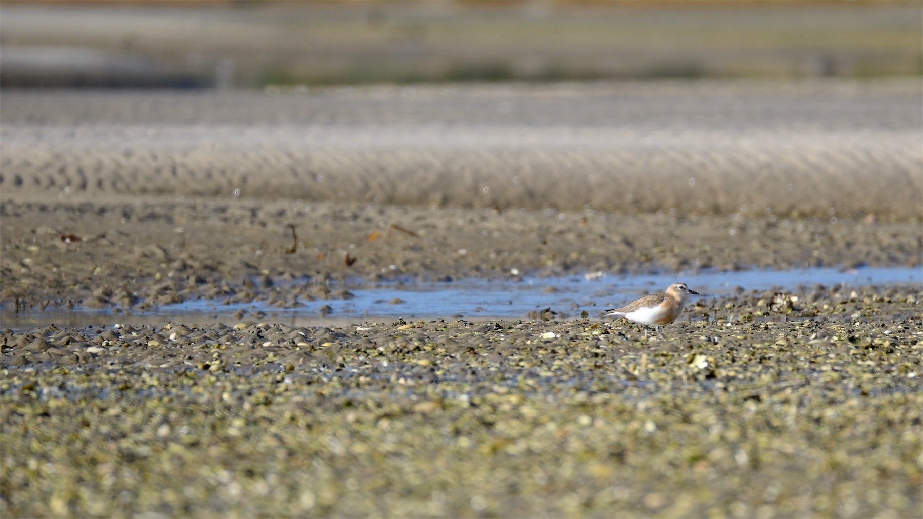 NZ Dotterel. 