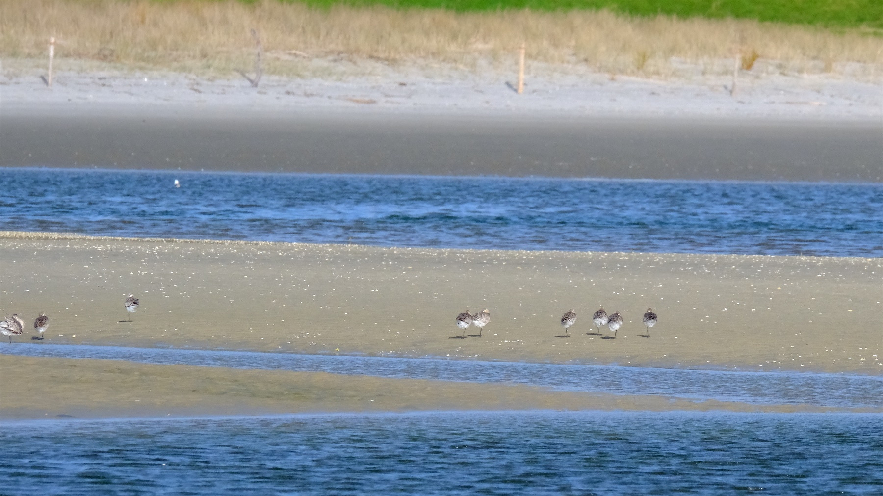 A group of godwits is standing on sandy patches in a body of water near a grassy shoreline.