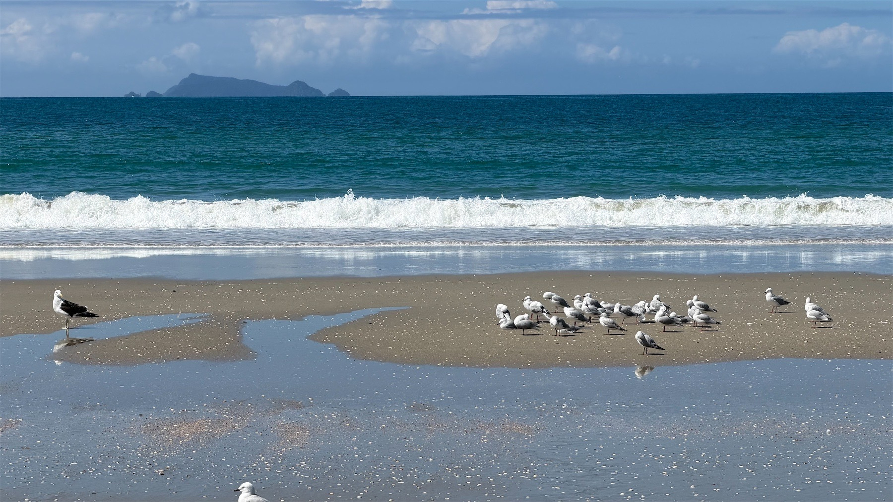 Gulls resting on the sand.