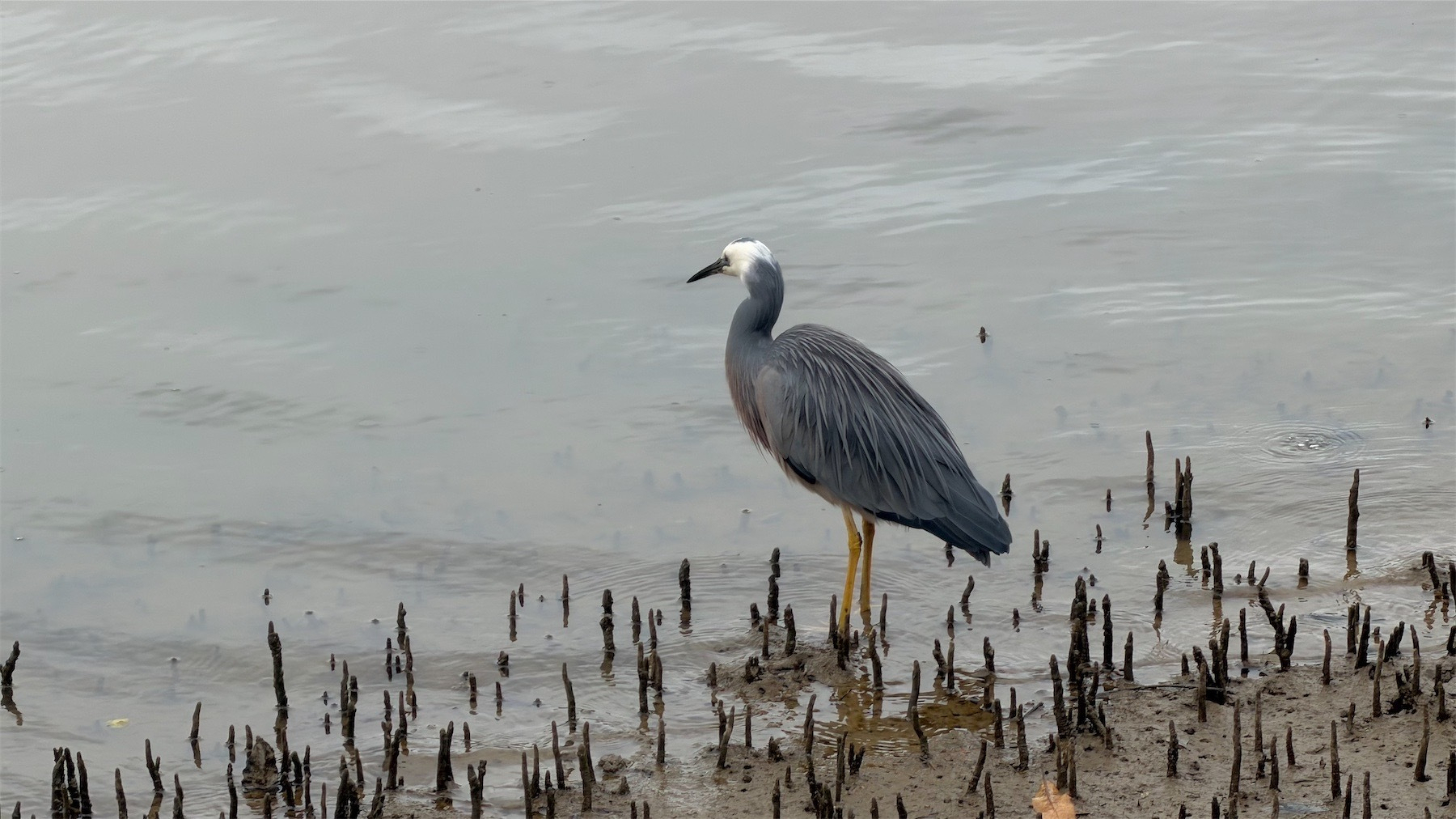 Heron on the edge of a river. 