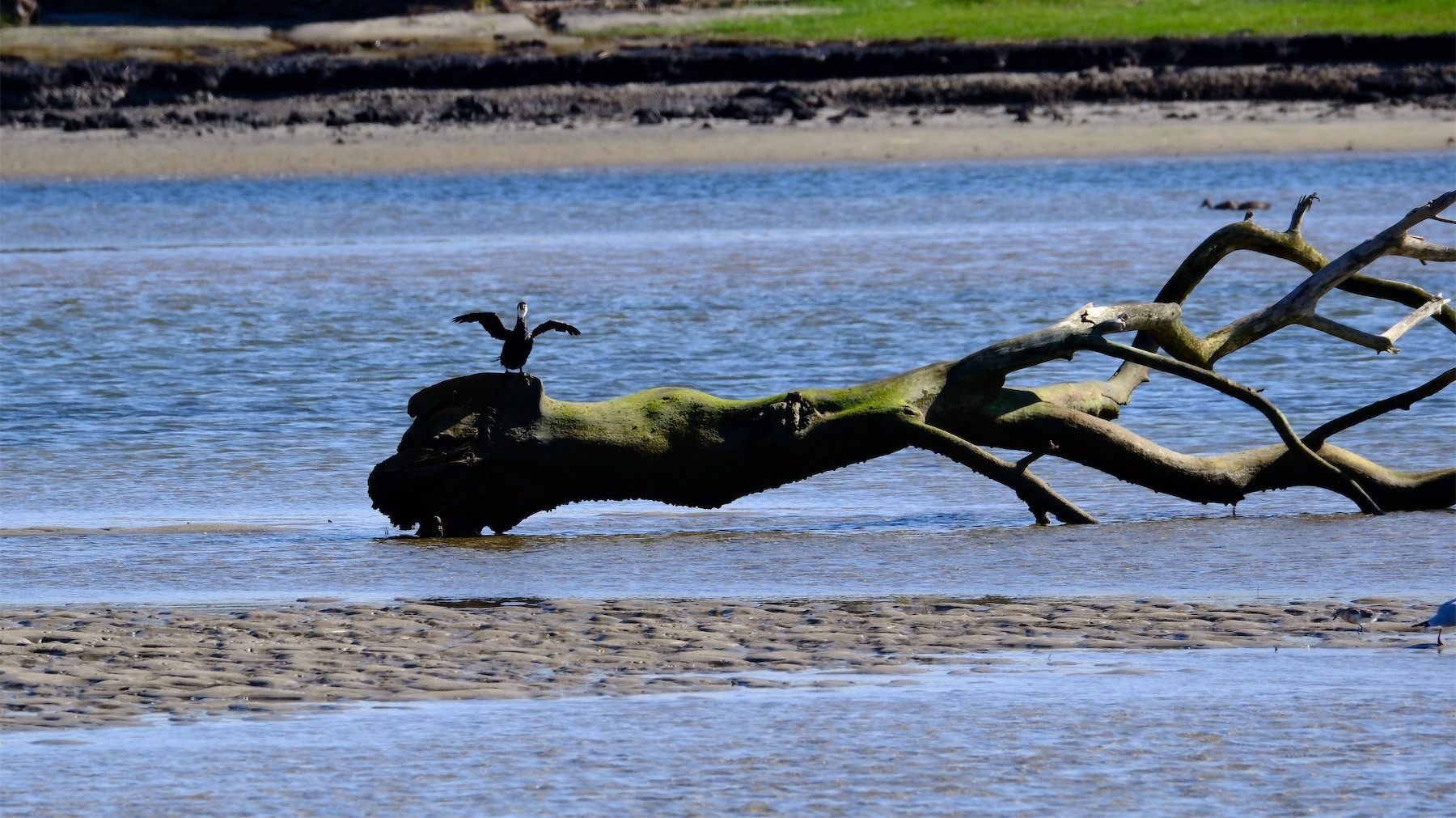 Shag spreads its wings while standing on a tree branch in the estuary. 