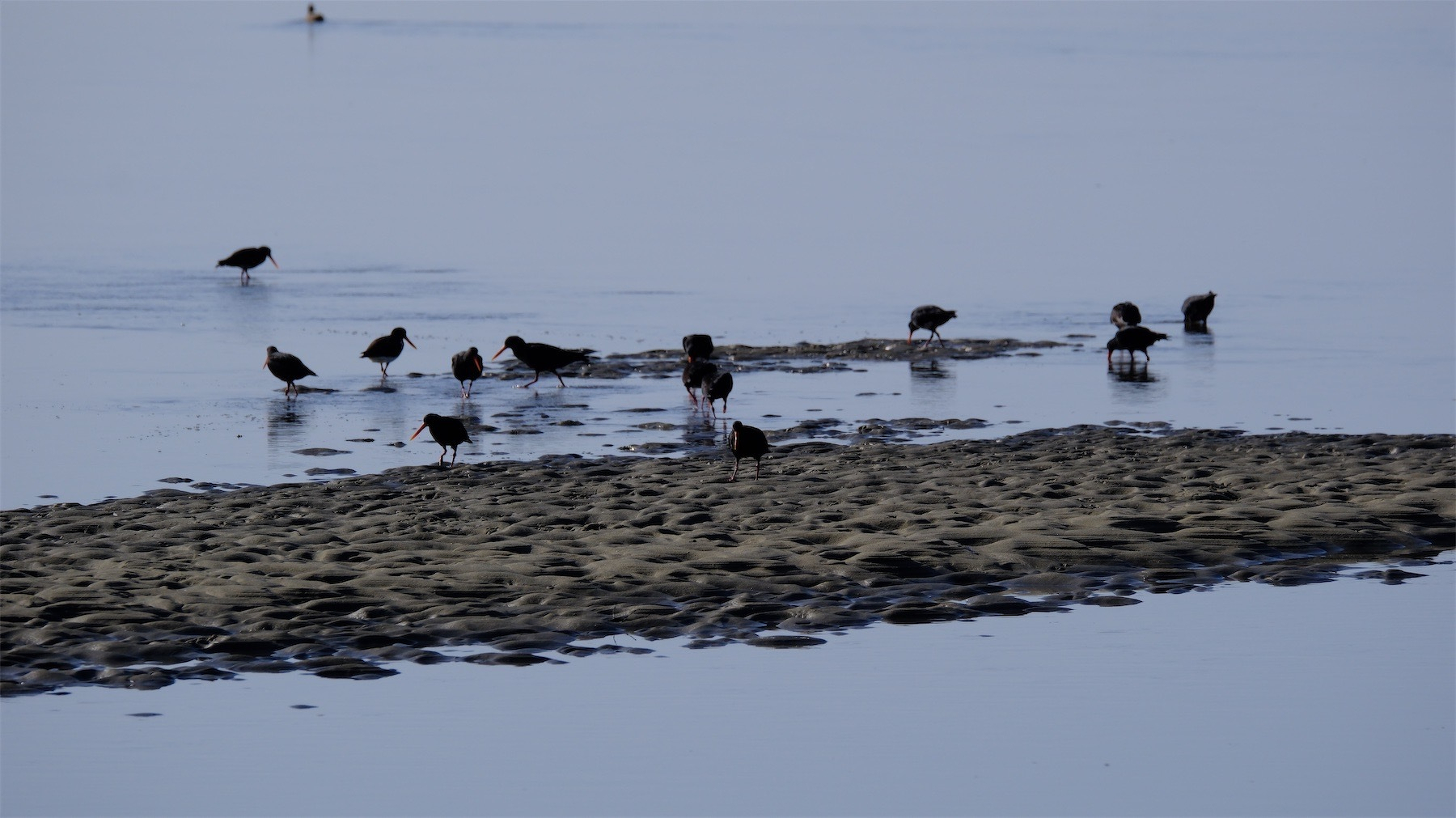 Oystercatchers wading in water near a patch of sand.