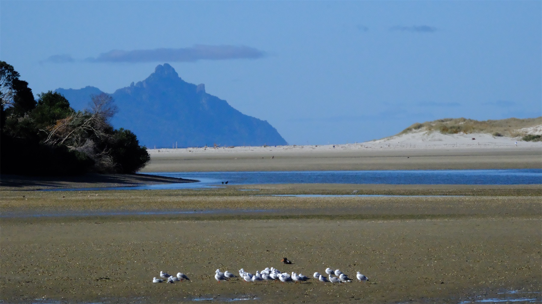 Gulls on golden sand in the foreground, bushes and water mid distance then white sand then a big island against a blue sky.