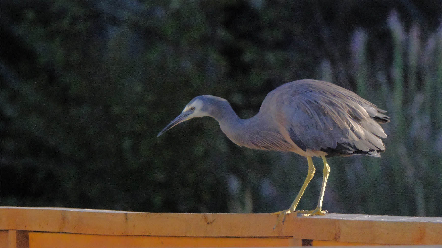 White-faced heron on a fence.