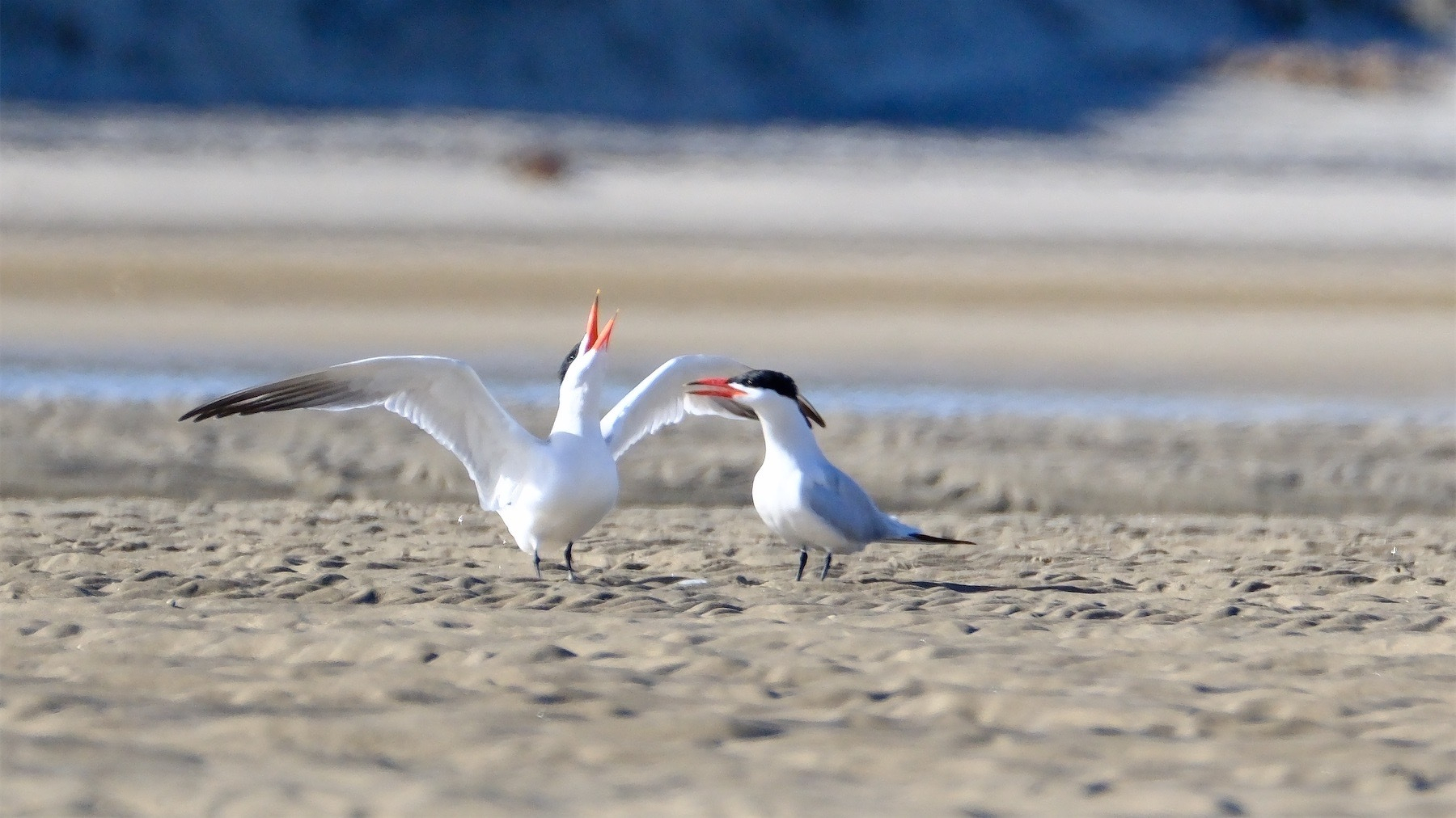 Caspian terns on sand. One has its head lifted and wings outstretched. 
