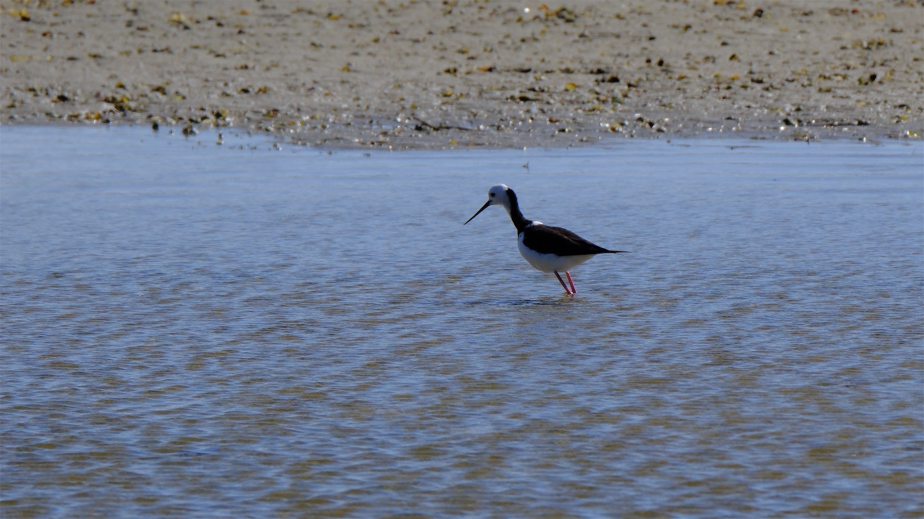 Pied Stilt leaning forward against the current of the river.