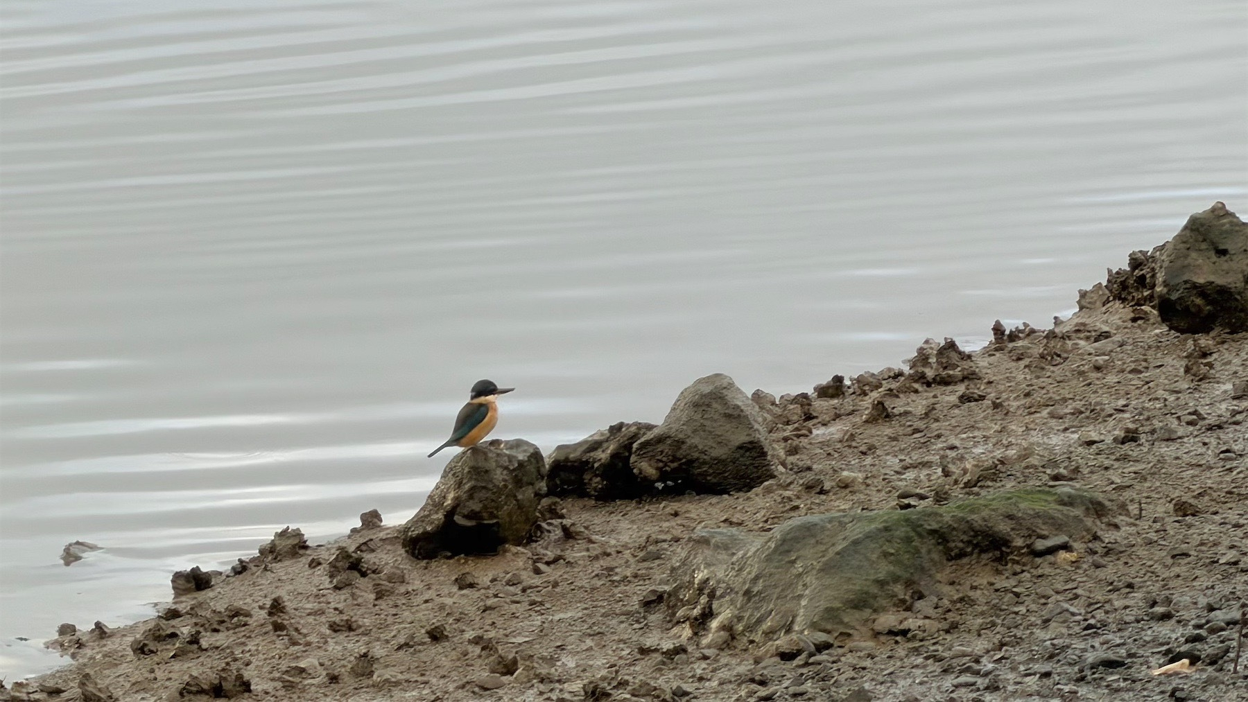 Kingfisher on rocks beside a river. 