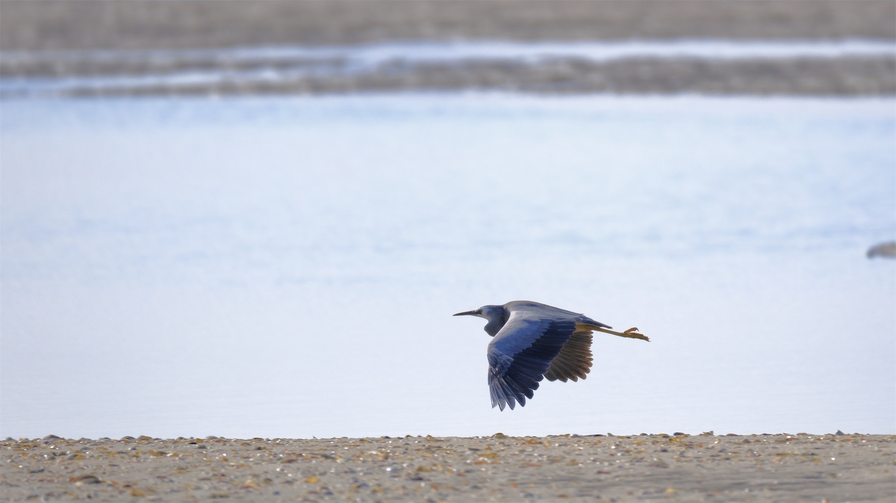 Heron flying low above sand beside the water. 