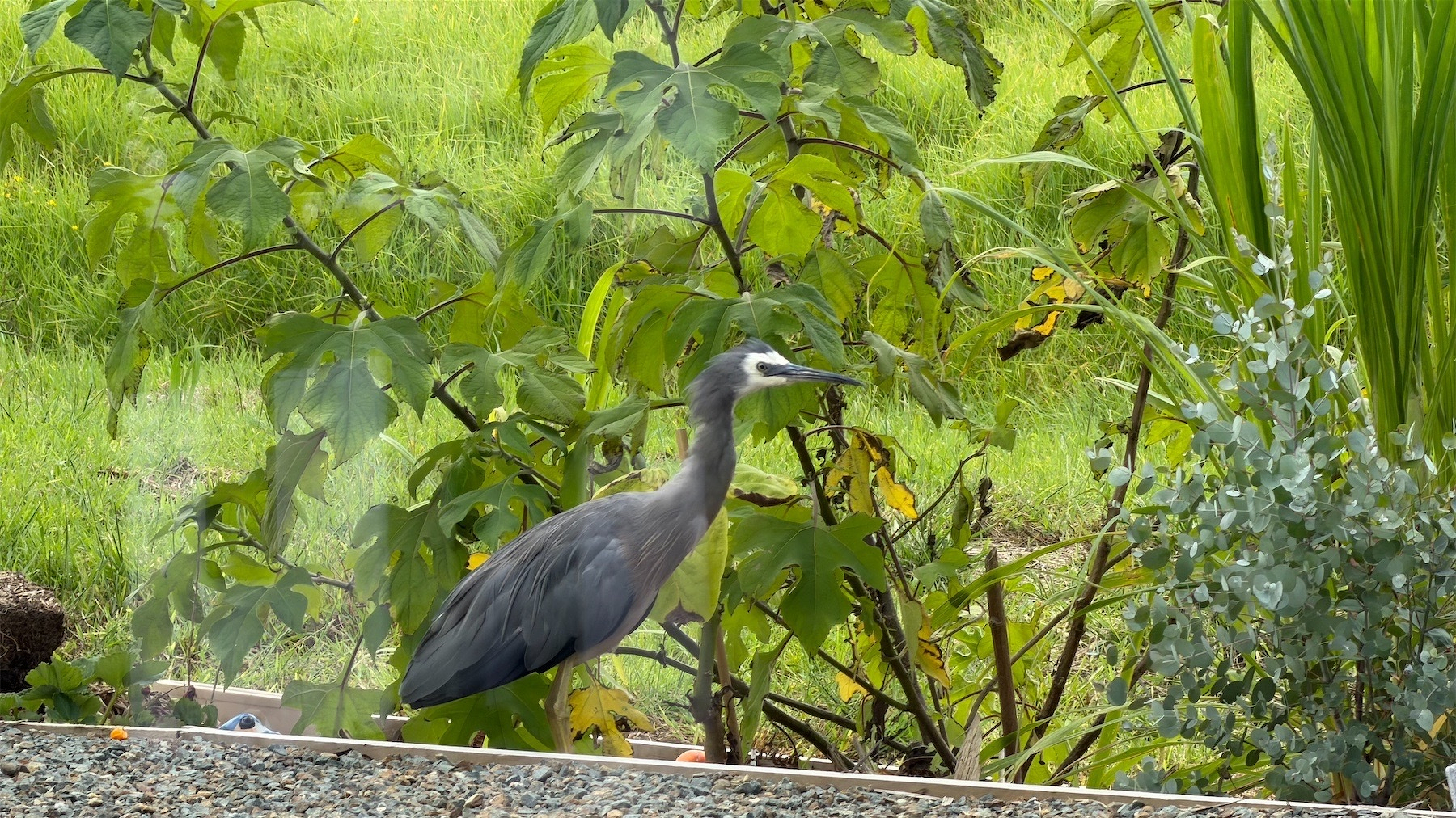 White faced heron with plants behind.