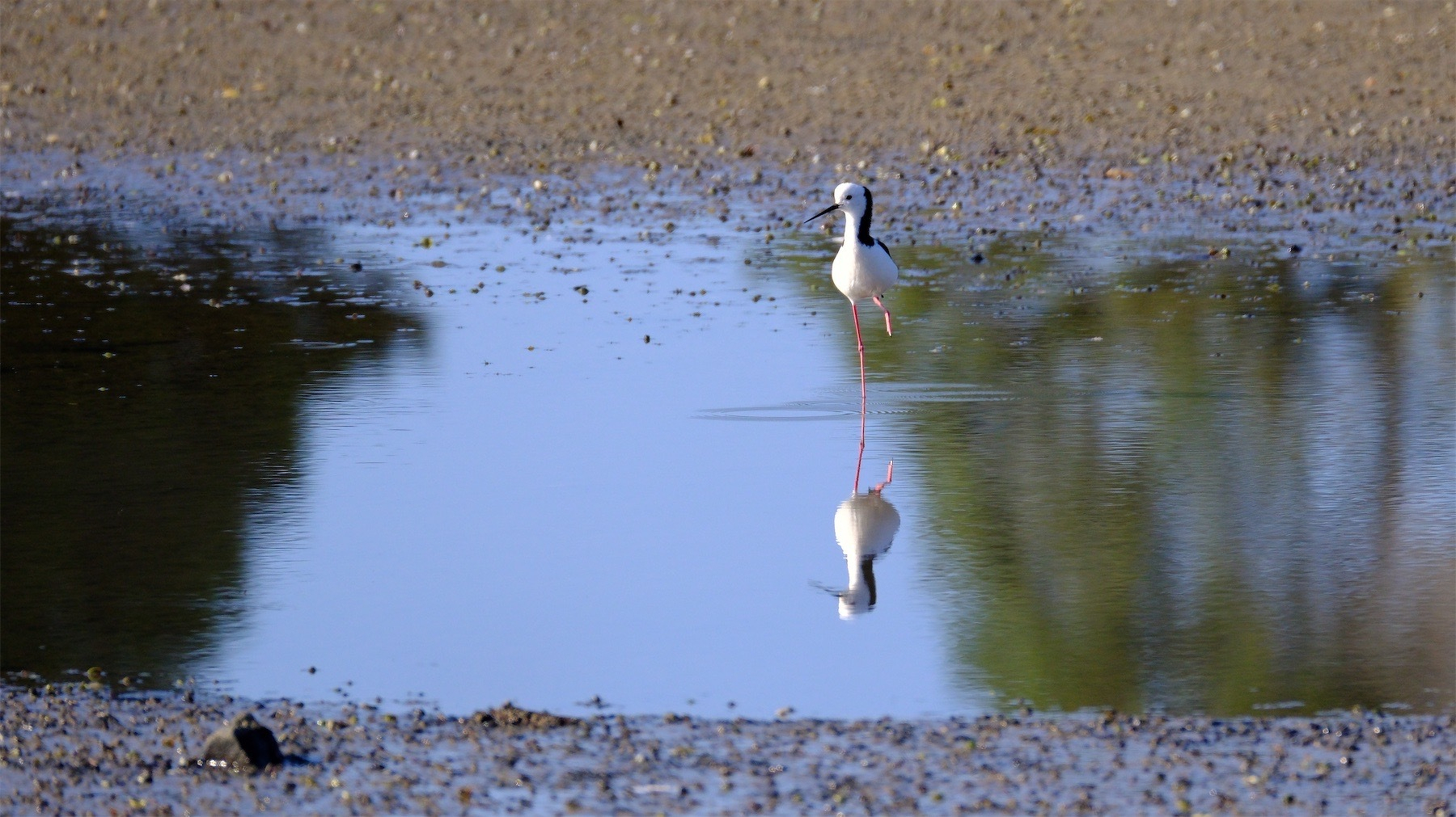 Pied stilt, reflected in a puddle. One leg is raised. 