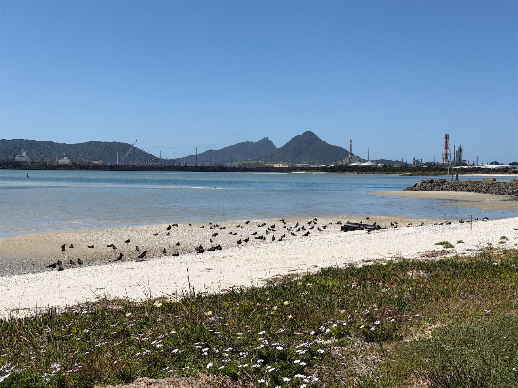 A colony of Oystercatchers by the water. 