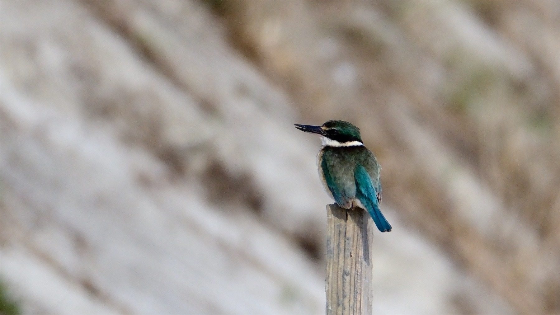Kingfisher on a post. 