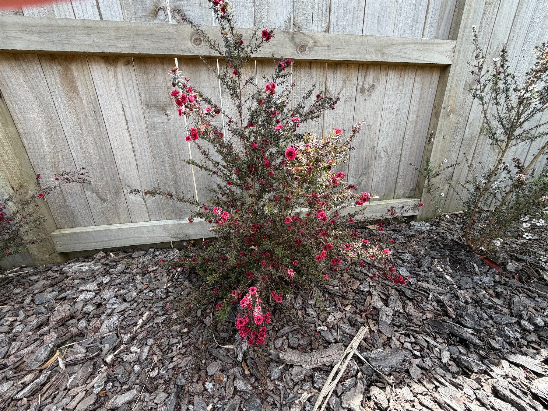 Red Manuka flowers.