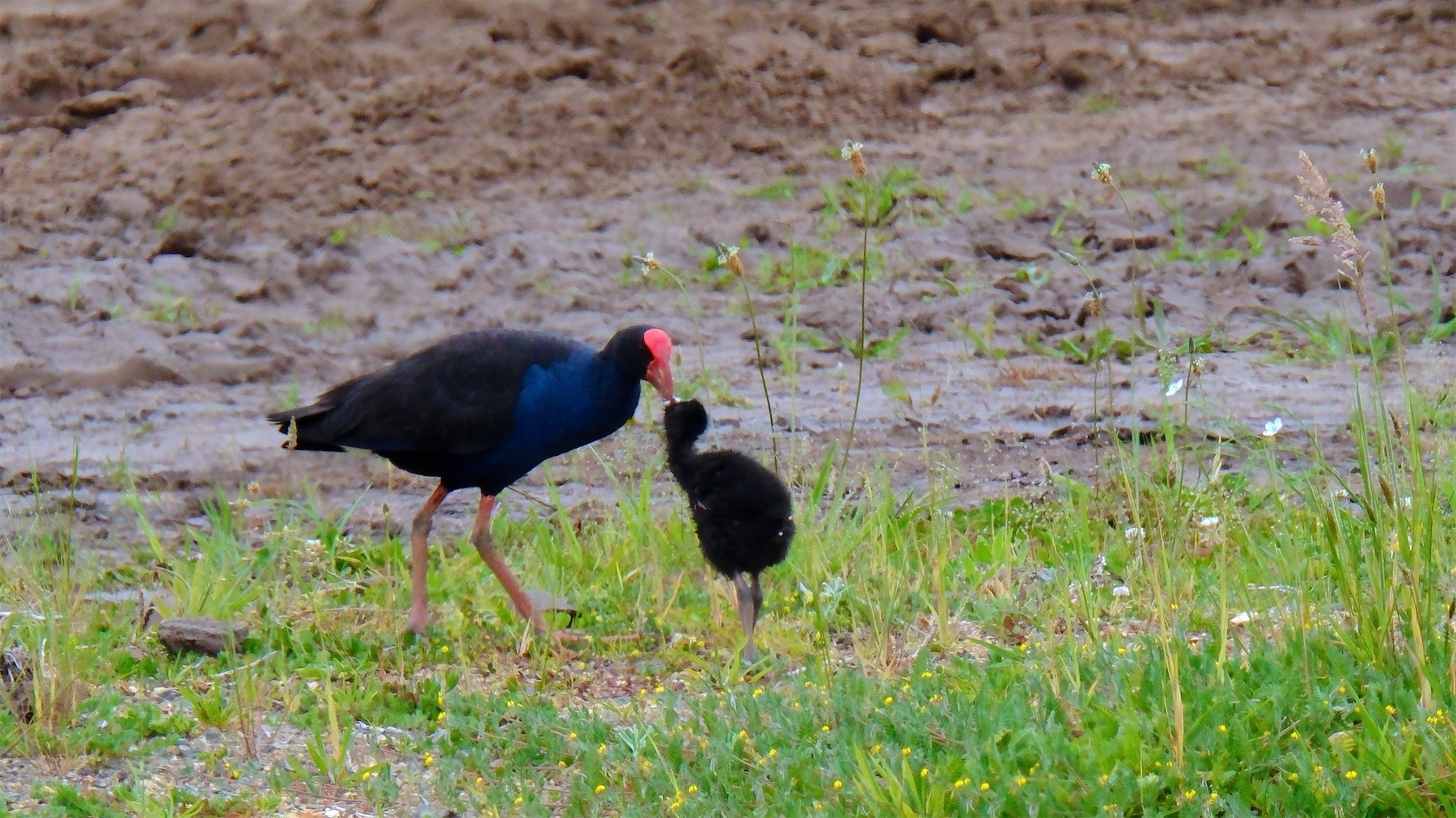 Adult pukeko feeding a baby ball of fluff.