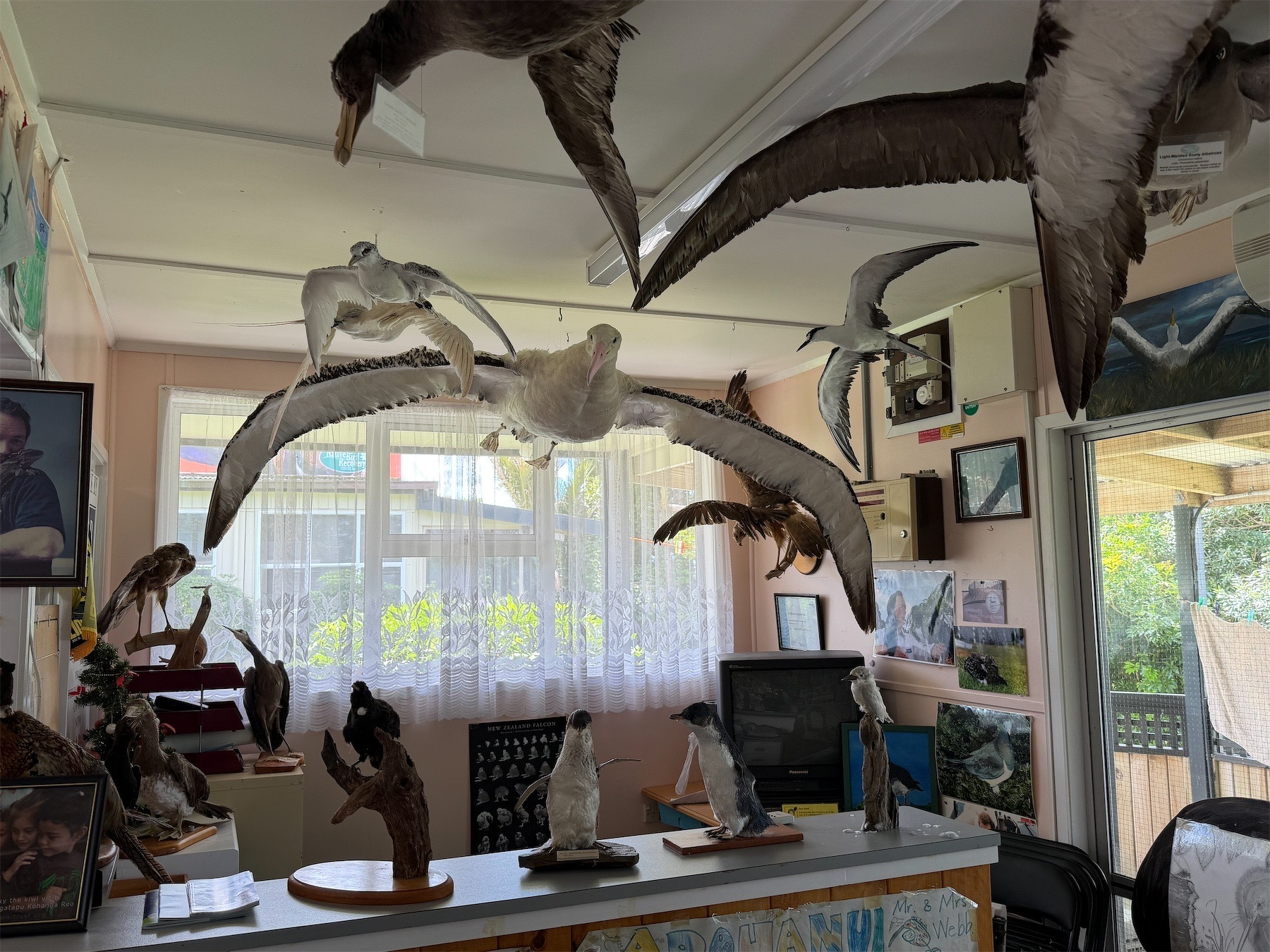 Taxidermied albatross and other birds hanging from the ceiling of a small room. 