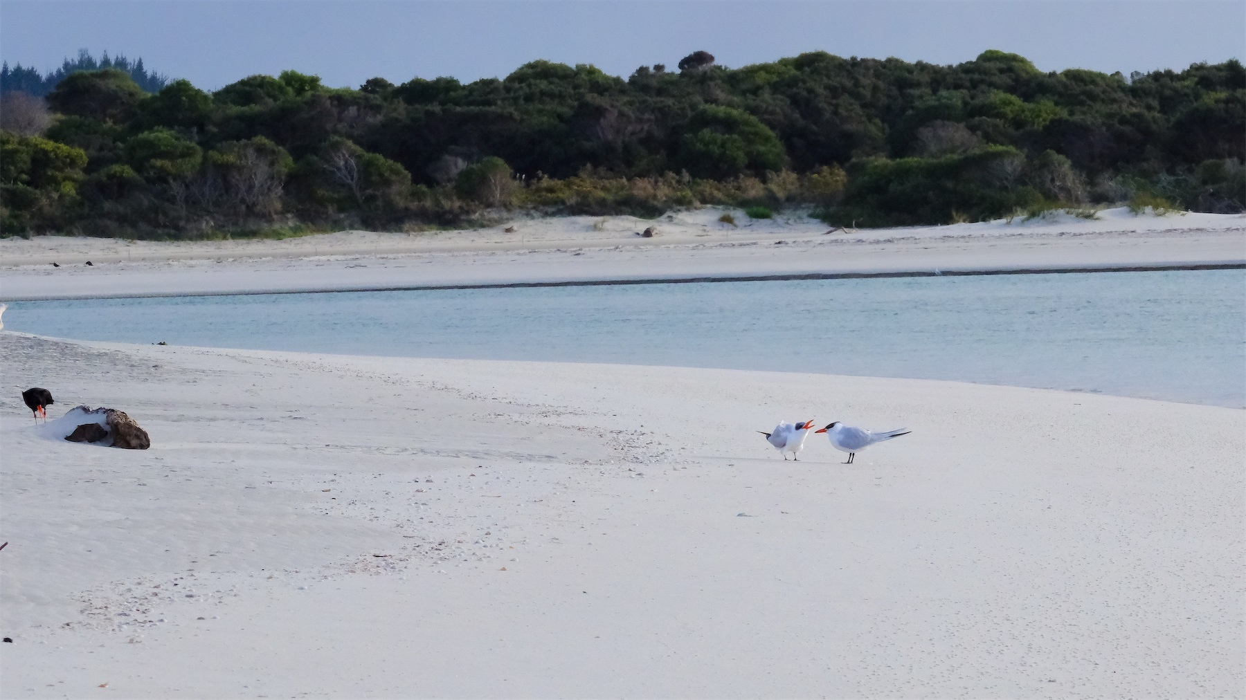 Arctic terns on the sandy beach near the shoreline, with trees in the background.