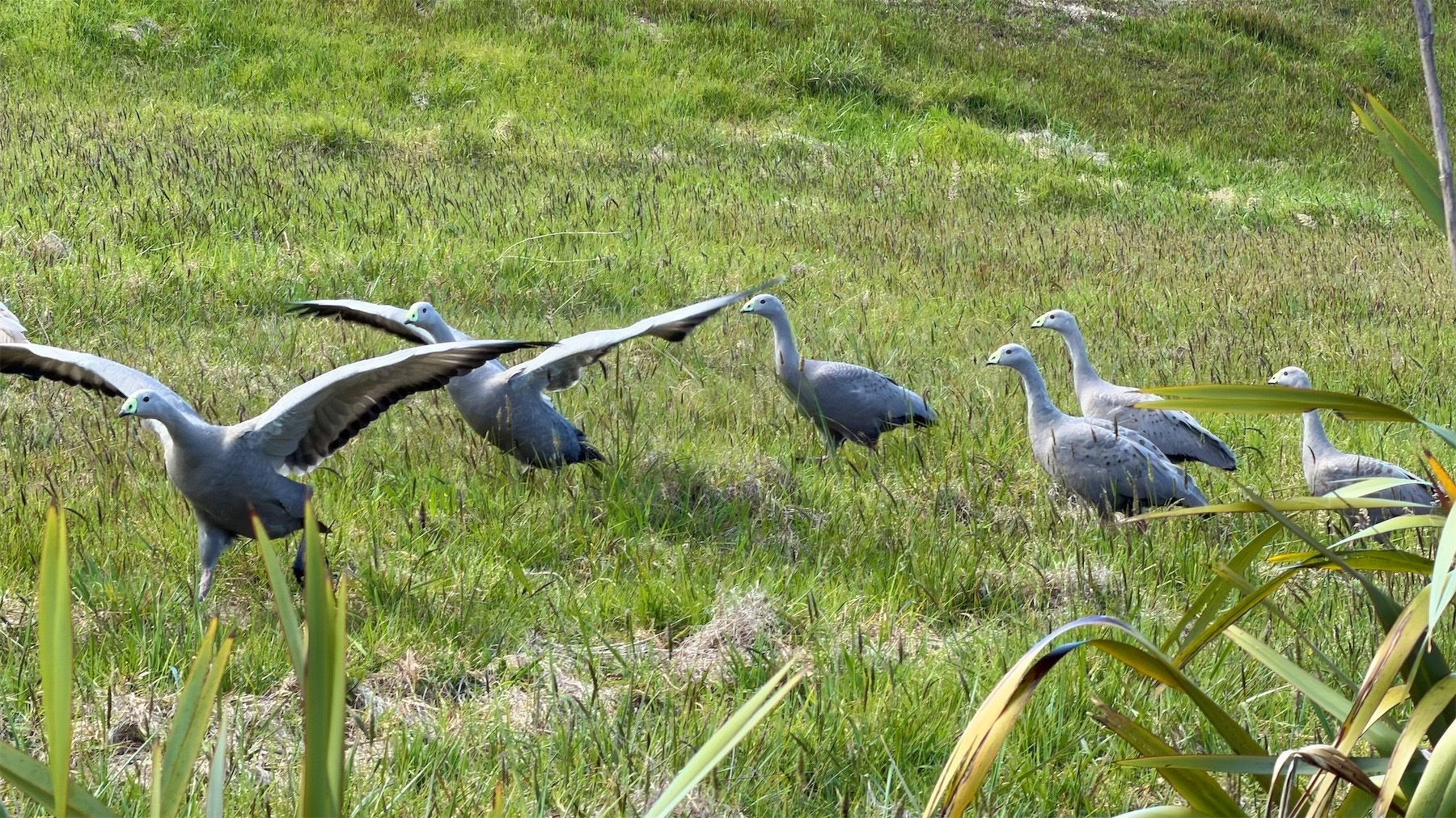 Half a dozen large grey geese n the ground, some with wings spread.