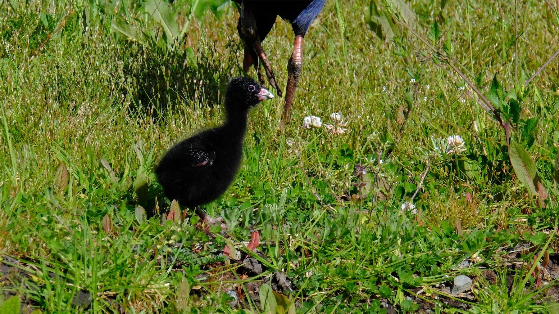 An baby Pūkeko with grass all around and mum's legs nearby.
