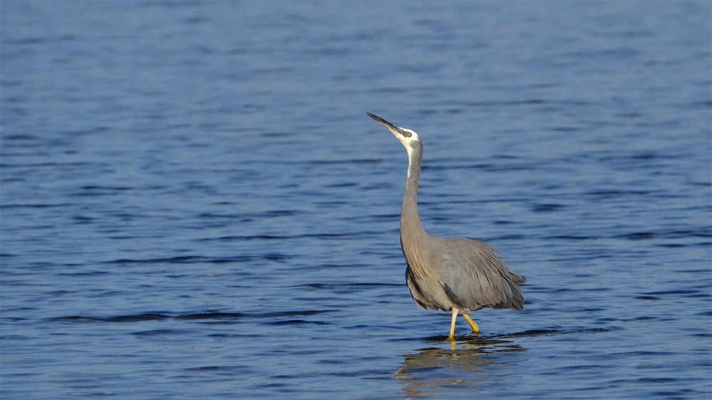 White-faced heron.