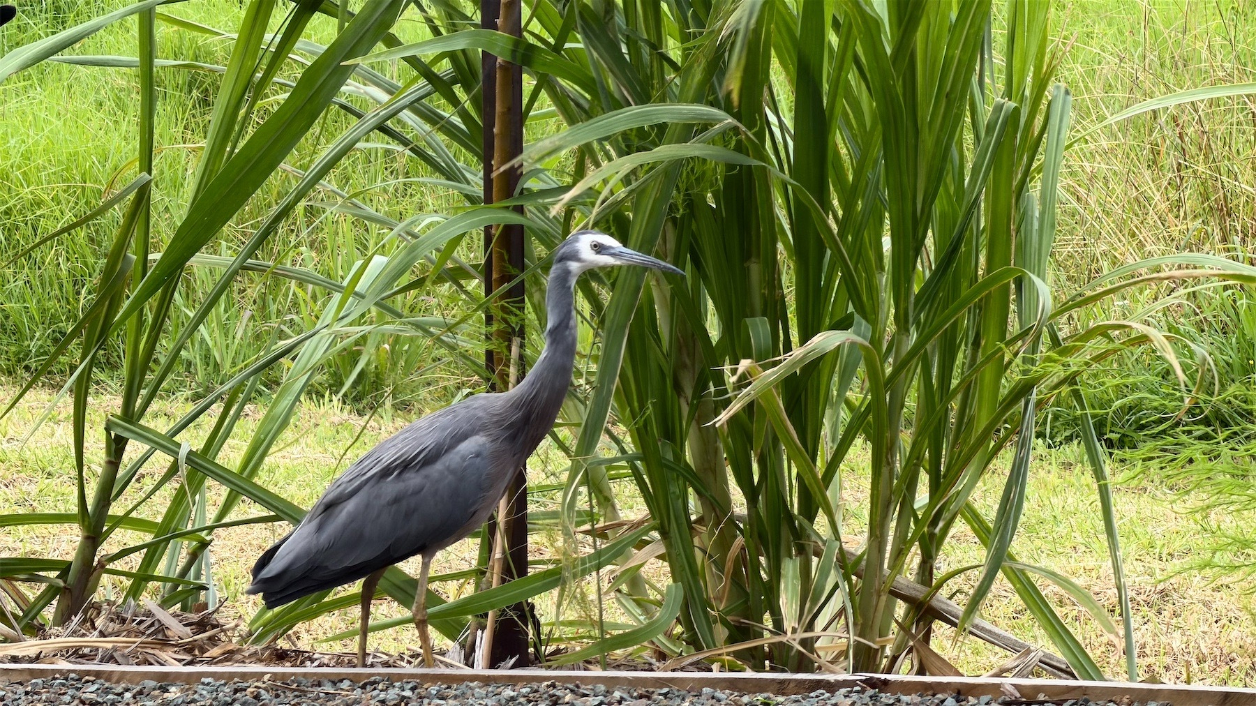Close up of white-faced heron with greenery behind.