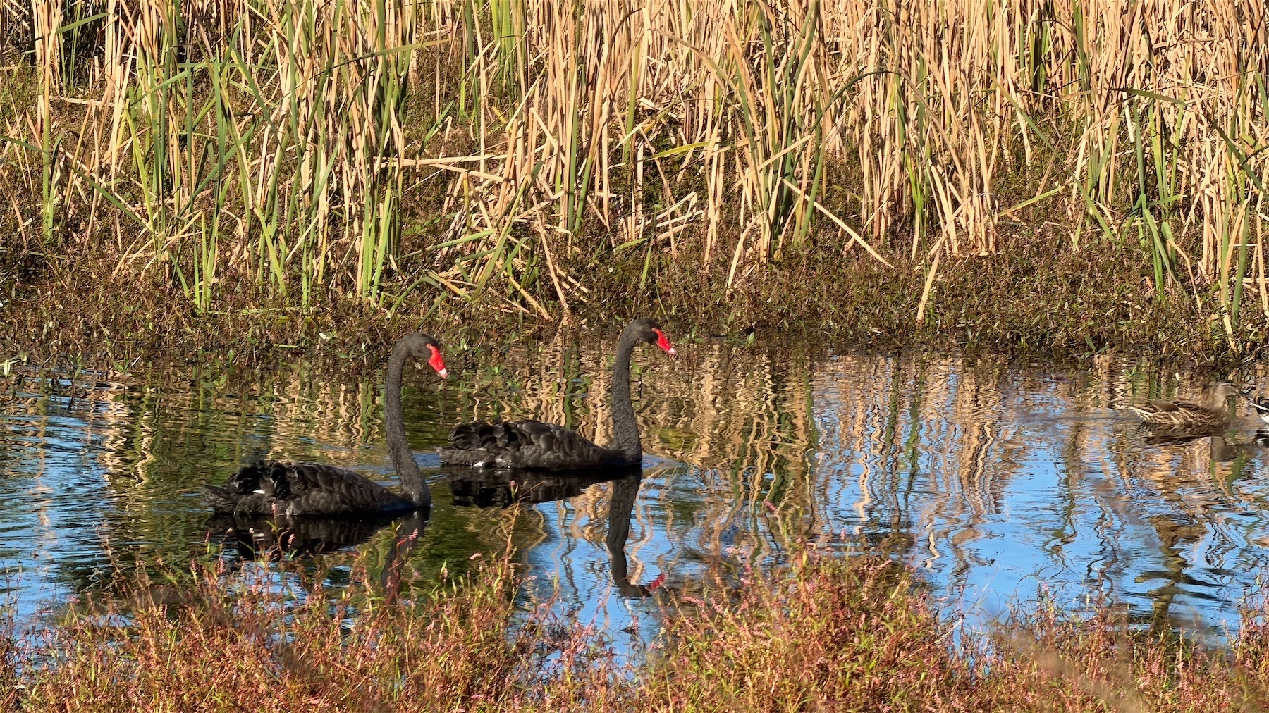 A pair of black swans glide on the lake, with brown rushes behind.