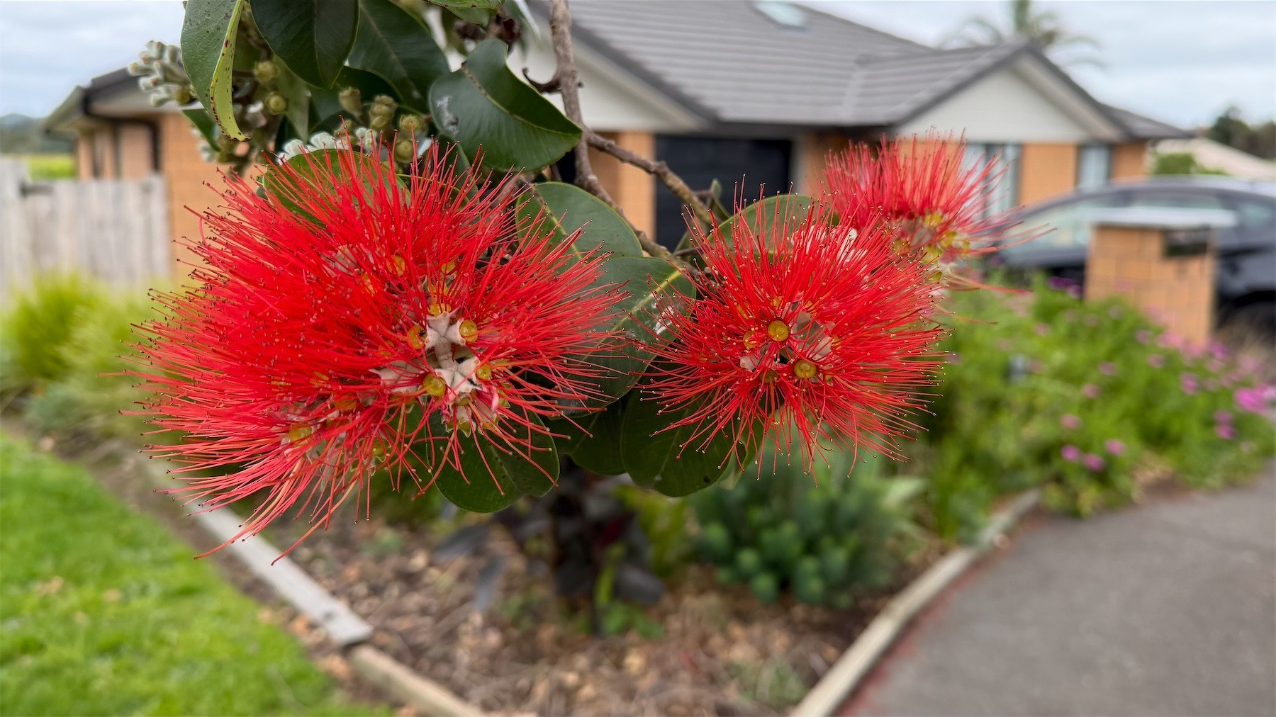 Red spiky pōhutukawa blossoms, close up.