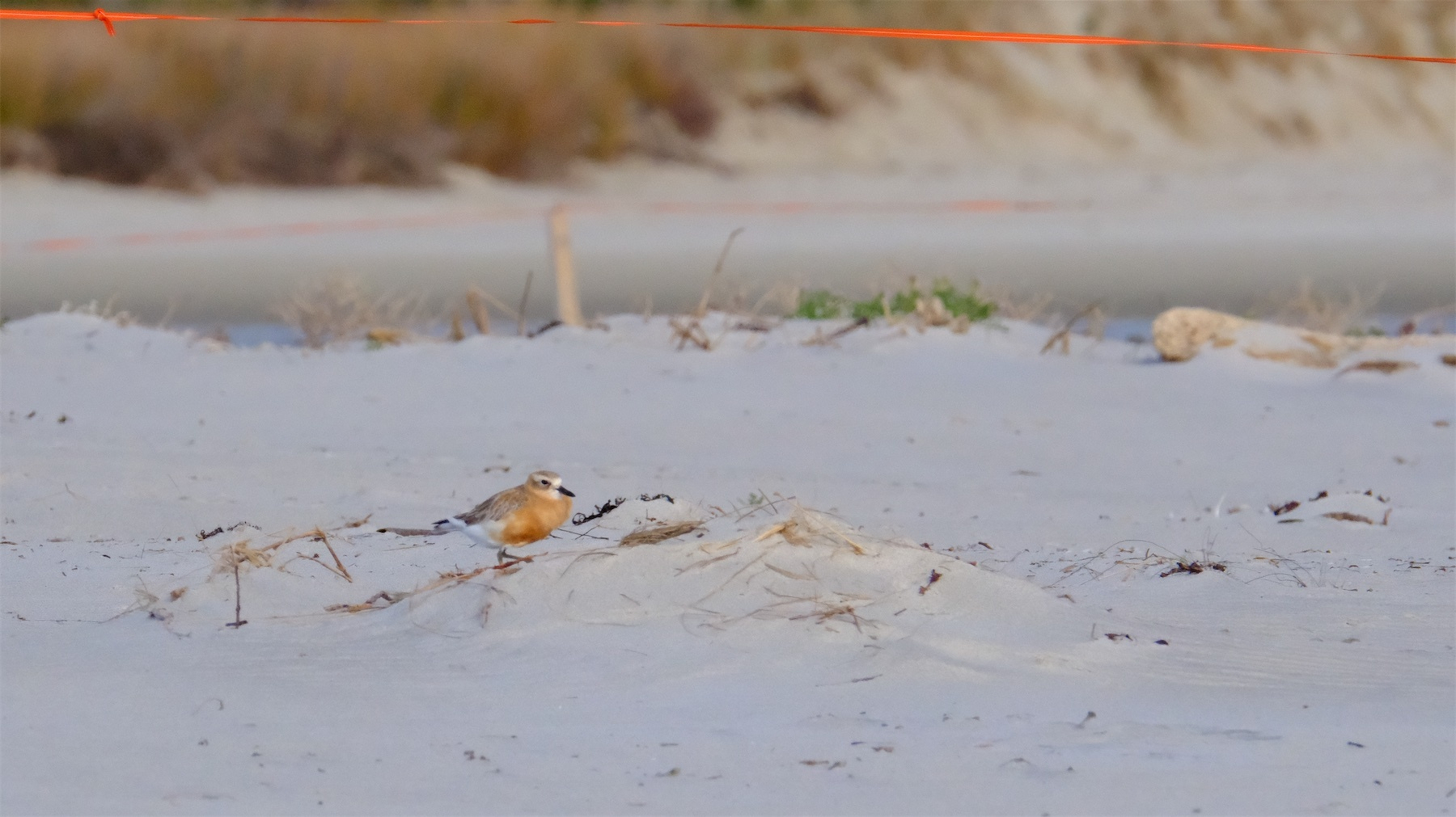A dotterel with brown and white plumage is standing on sand with sparse vegetation in the background.
