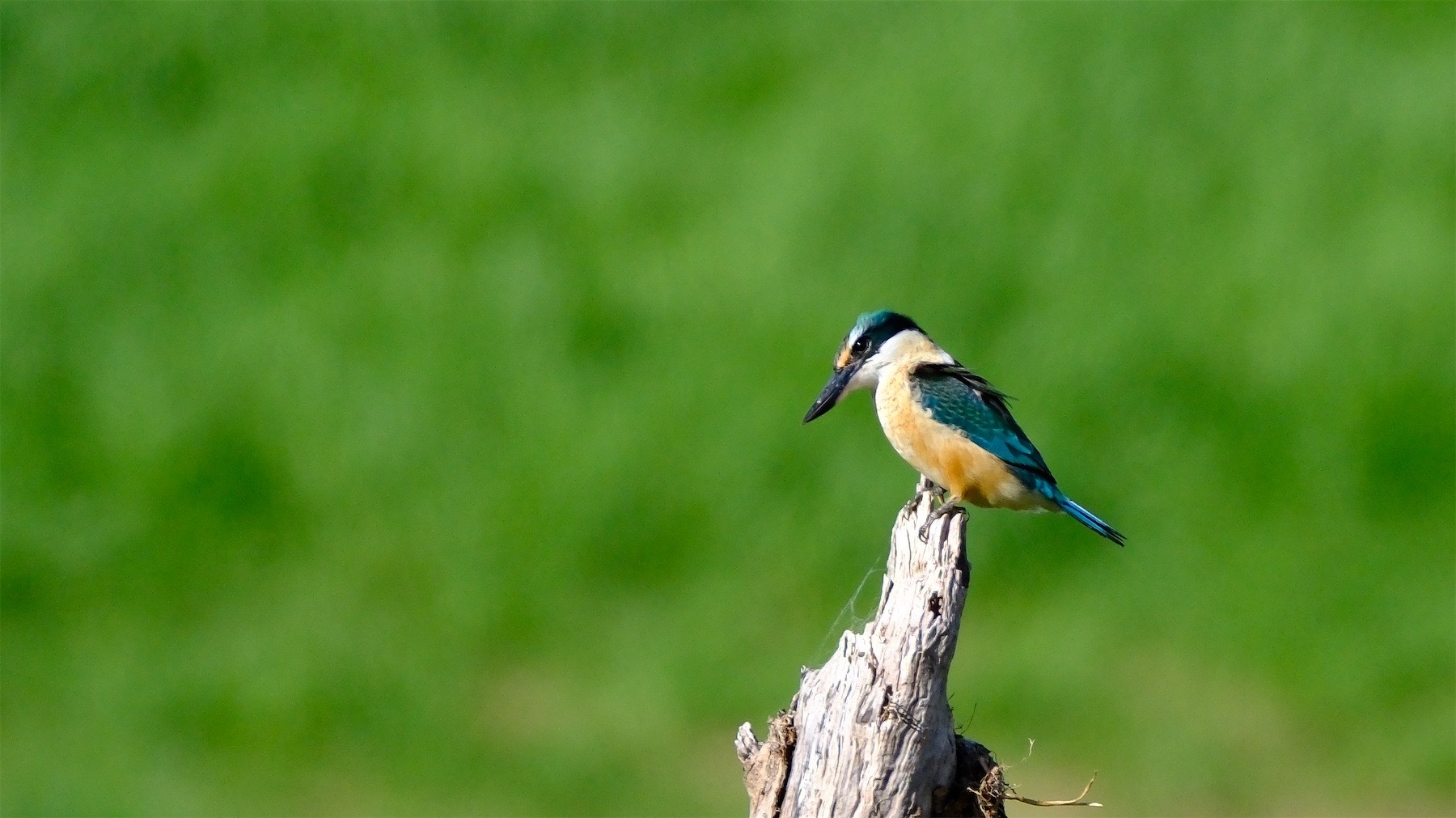 Kingfisher. 