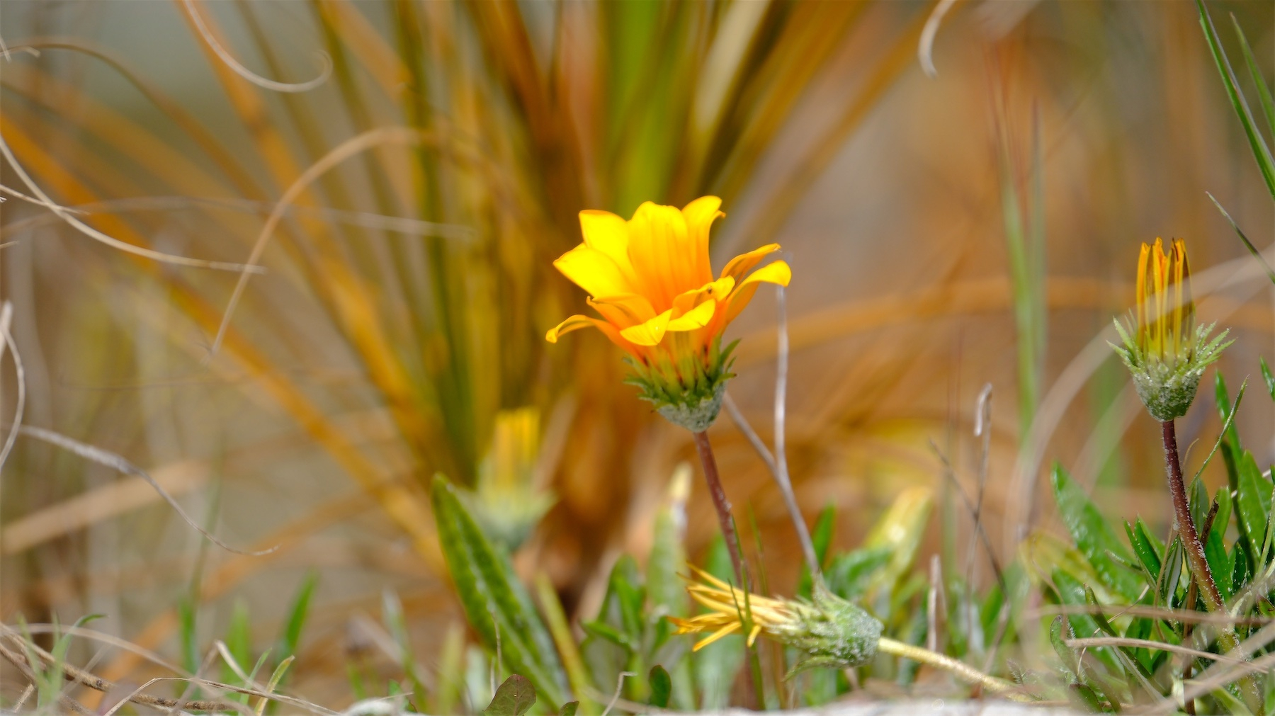 A vibrant yellow flower blooms among green grass and blurred brown foliage.