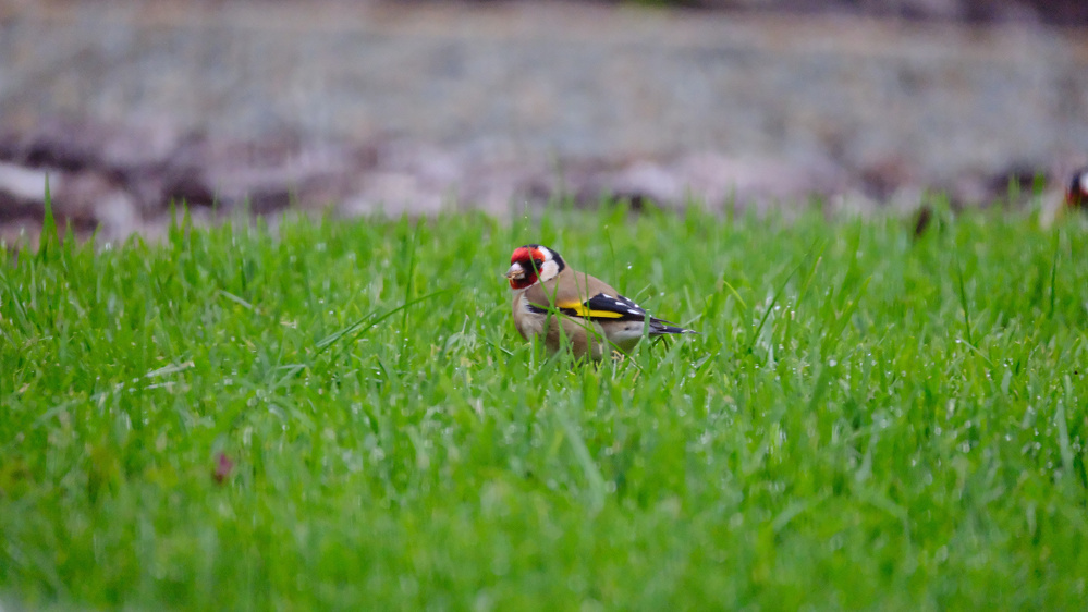 Lone chaffinch on green grass.