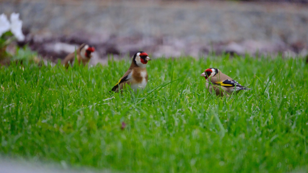 Pair of chaffinches on green grass, with another out of focus chaffinch behind. 