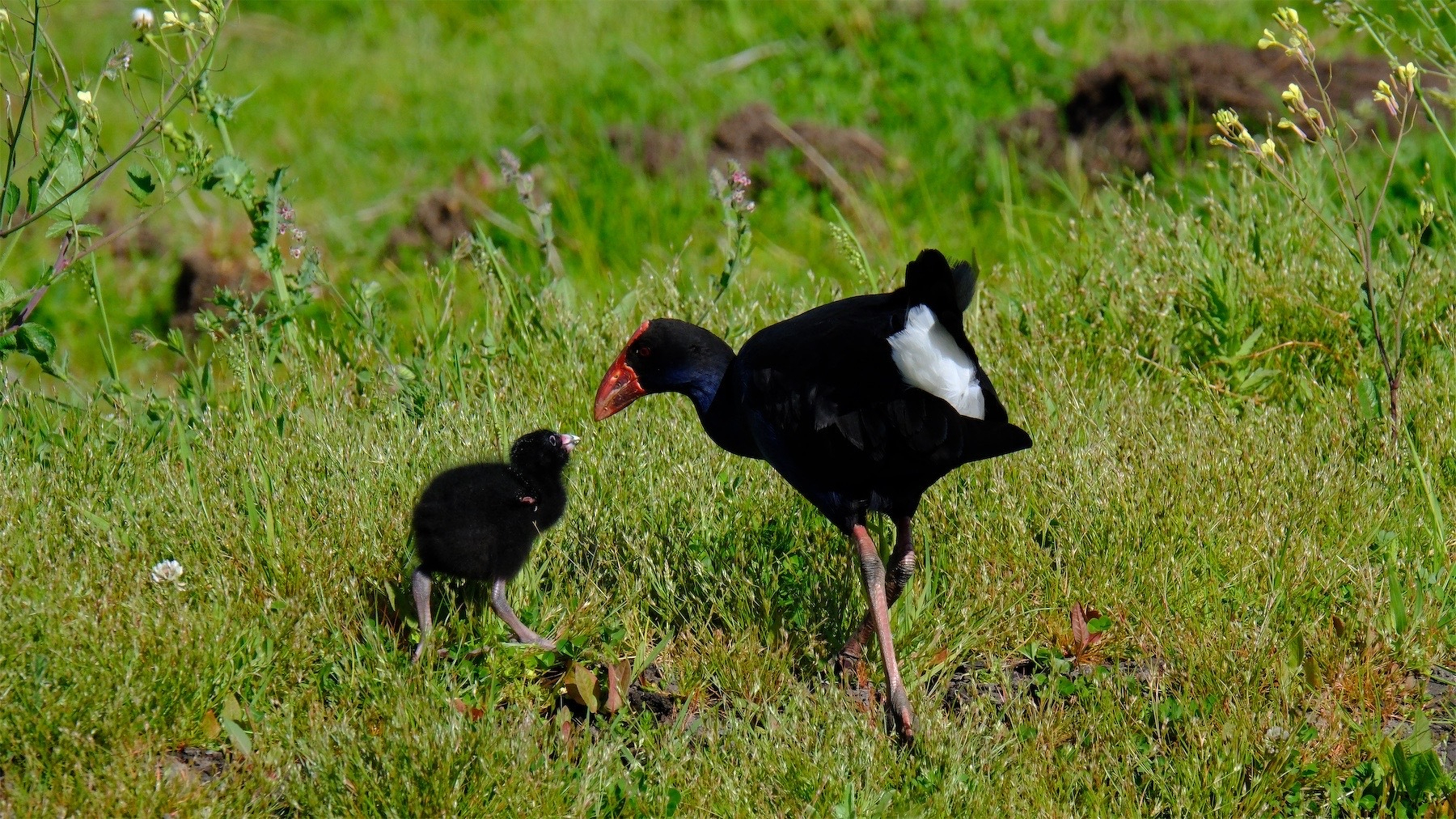 An adult and a baby Pūkeko almost touch beaks — with grass all around.