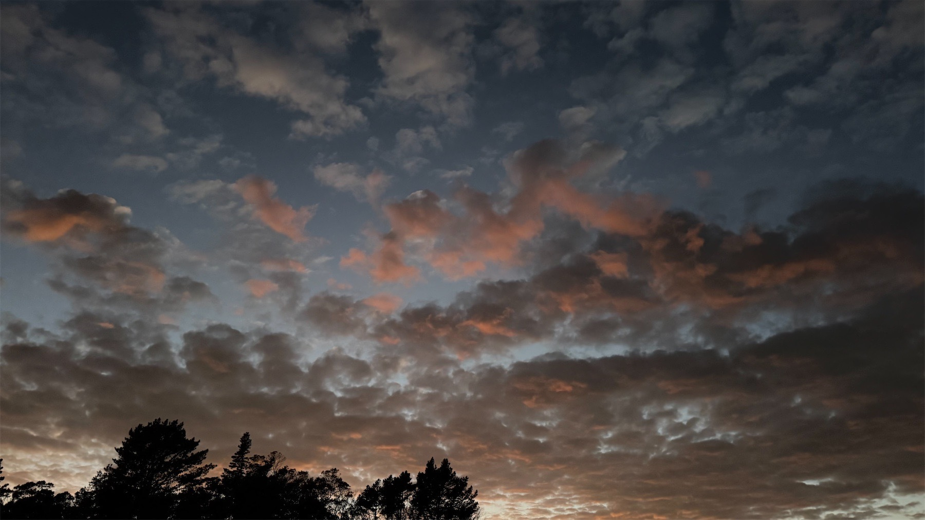 A scattering of pink and dark clouds with treetops at the bottom of the image.